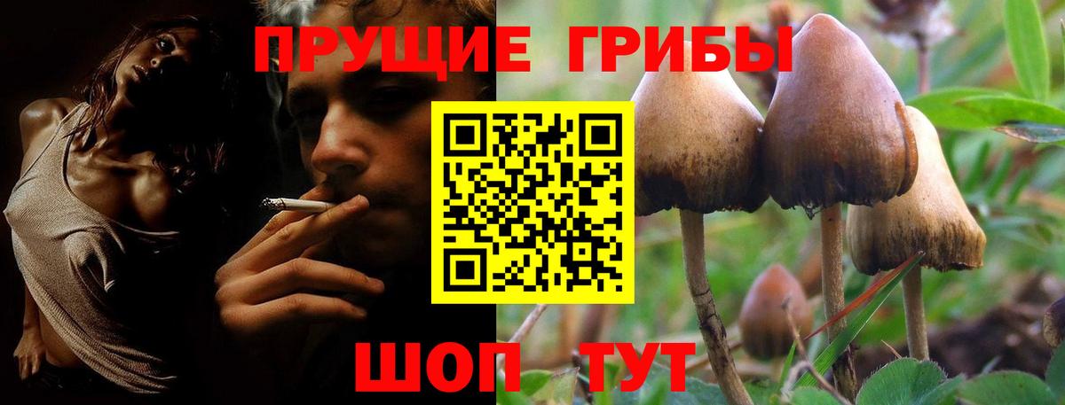 Псилоцибиновые грибы Psilocybe Черкесск